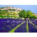 Lavender Field, Provence